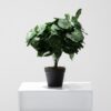 artifical plant - begonia  (jwp137)