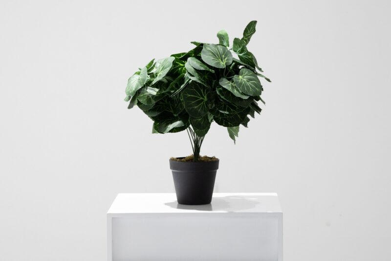 artifical plant - begonia  (jwp137)