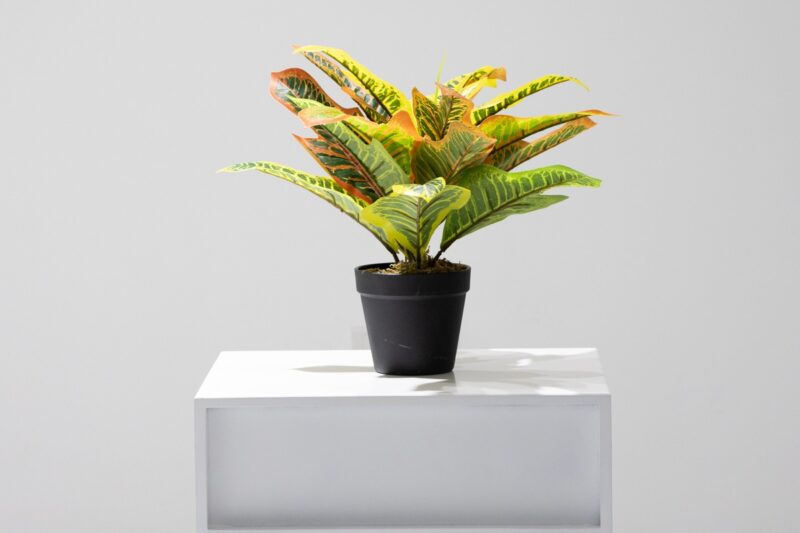 artificial plant - codiaeum (jws2669)