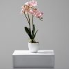 BABY PINK ORCHID (JWP3080)