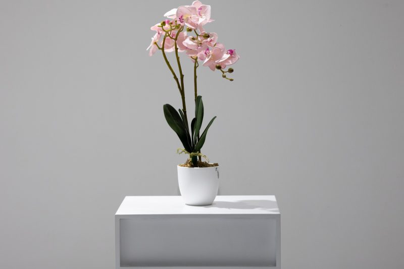 BABY PINK ORCHID (JWP3080)