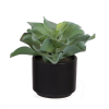 POTTED DUDELYA SUCCULENT - F2637