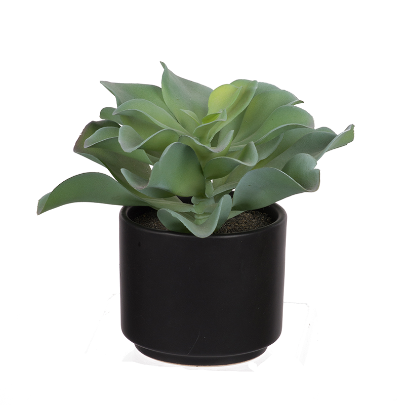 POTTED DUDELYA SUCCULENT - F2637