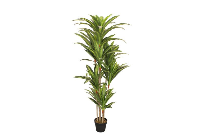 artifical plant - dracena (jws3309)